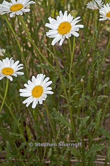 leucanthemum vulgare 3 graphic